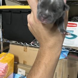 French Bulldog Puppies from Psycho Frenchies