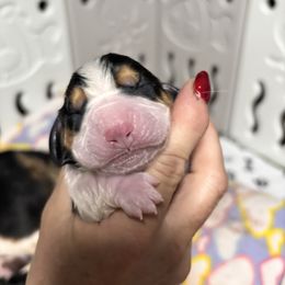 Rodney - Black brown and white male Basset Hound puppy in Manton, Michigan from BeckysBassets