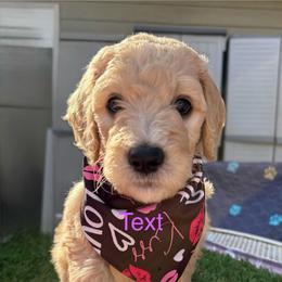 Lilac - Golden female Double Doodle puppy in El Cajon, California from Calibear Doodles