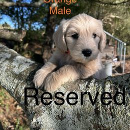 Orange - Cream male Goldendoodle puppy in Lineville, Alabama from Dogwood Doodles of Alabama