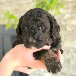 Euphrates - Phantom male Bernedoodle puppy in Marshall, Michigan from Whispering Aspen Homestead