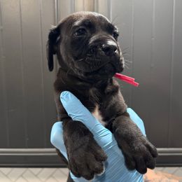 Black Female 1 - Black female Cane Corso puppy in Cashion, Oklahoma from APEXOK Cane Corsos LLC