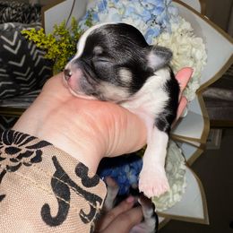 Chihuahua Puppies from Sinai’s Long Hair Apple Head Chihuahuas