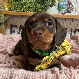 Grimace - Chocolate and tan male Dachshund puppy in Fayetteville, West Virginia from Loop Creek Dachshunds