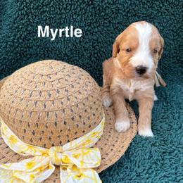 Myrtle - Red  female Goldendoodle puppy in Conroe, Texas from Tails of Cypress