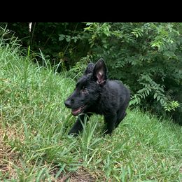 German Shepherd Puppies from Big House Kennels