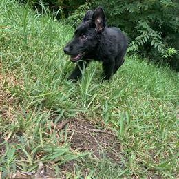 German Shepherd Puppies from Big House Kennels