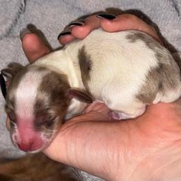 Larry - Piebald male Dachshund puppy in Trinity, Texas from Signature Sloan - Long Hair Dachshunds