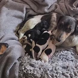 Dachshund Puppies from Kandice Dudley