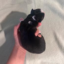Remy - Black tri-color male Australian Shepherd puppy in Mcmillan, Michigan from Hall-N-Auss Australian shepherds