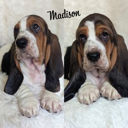 Madison - Basset Hound puppy from Foreman's Freckled Basset Hounds