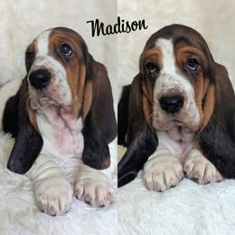 Madison - Basset Hound puppy from Foreman's Freckled Basset Hounds