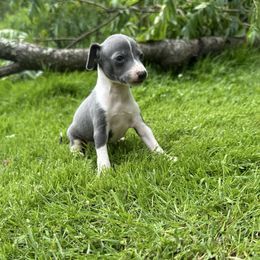 Jasper - Blue male Italian Greyhound puppy in Wilkes Barre, Pennsylvania from Laraz Pupz