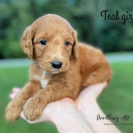 Bernedoodle and Goldendoodle Puppies from Doodling All Day Goldendoodles & Bernedoodles