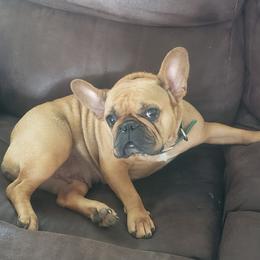 French Bulldogs from J & K Frenchies