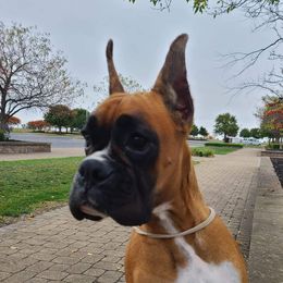 Nova - Boxer