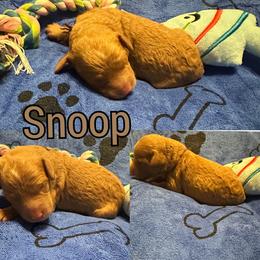 Snoop - Red  male Goldendoodle puppy in Cordova, Tennessee from TrueLine kennels