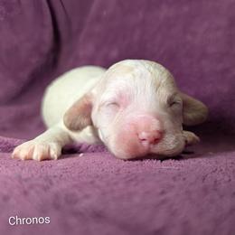 Chronos - Silver male Cockapoo puppy in Sunset, Louisiana from Cano Cockapoos