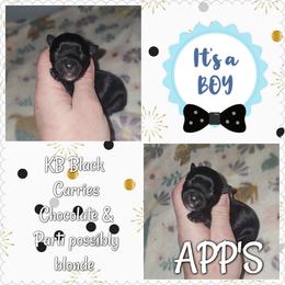 Kb black male - Black and tan male Yorkshire Terrier puppy in Wartburg, Tennessee from Amanda's Precious Pups
