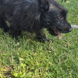 Scottish Terrier Puppies from Jason Kazmerski
