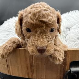 Cavapoo puppies from Agape Southern Farms