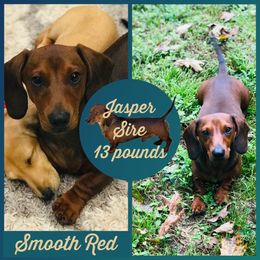 Jasper - Dachshund