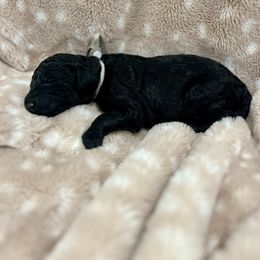 Goldendoodle Puppies from Sugar Doodles