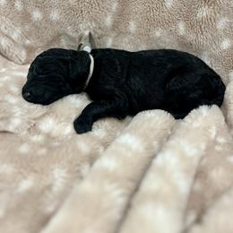 Goldendoodle Puppies from Sugar Doodles