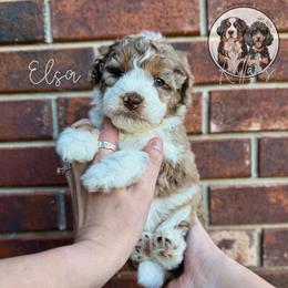 Elsa - Chocolate merle female Bernedoodle puppy in Owasso, Oklahoma from Kallams Bernedoodles & Bernese Mountain Dogs