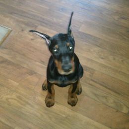 Beagle and Doberman Pinscher Puppies from Desert Mountain Canines