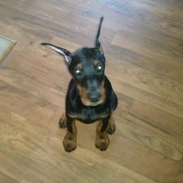 Beagle and Doberman Pinscher Puppies from Desert Mountain Canines