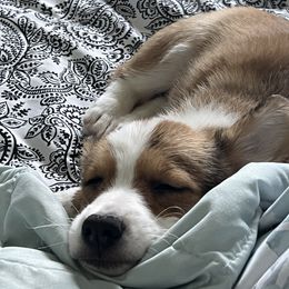 Pembroke Welsh Corgi Puppies from G & H Corgis