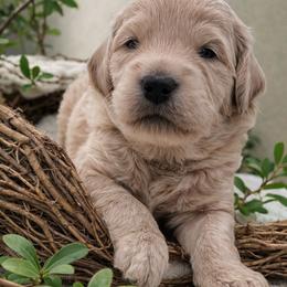 Green - Apricot male Goldendoodle puppy in Byron, Georgia from Southern Olive Doodles 🫒