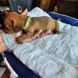 Molly - Chocolate female Dachshund puppy in Strong, Arkansas from Dachshunds R Us