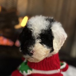 Cavapoo and Goldendoodle Puppies from Countyline Doodles LLC