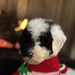 Cavapoo and Goldendoodle Puppies from Countyline Doodles LLC