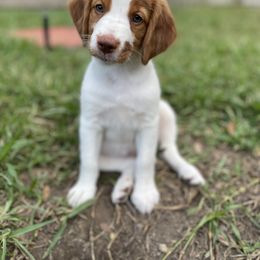 Brittany Puppies from Jenvy Brittanys