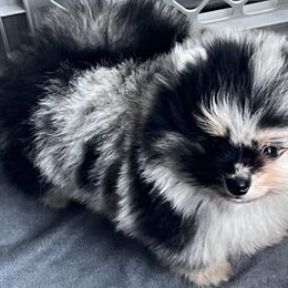 Pomeranians from Classy Poms