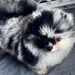 Pomeranians from Classy Poms