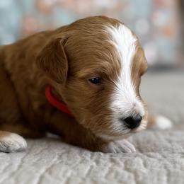 Nugget- red - Red  male Goldendoodle puppy in Beckley, West Virginia from By Design Doodles