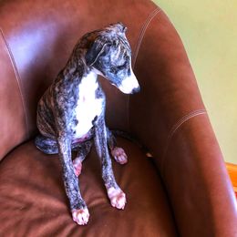 Whippet Puppies from In Vogue Whippets