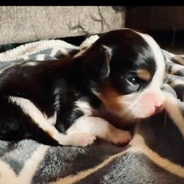 Tri Female - Tri-color female Cavalier King Charles Spaniel puppy in Kalama, Washington from Beautiful Cavaliers