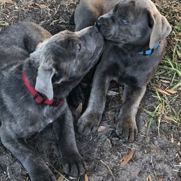 Cane Corso and Lowchen Puppies from High Royal Kennel