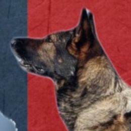 German Shepherds from Karen Luther's German Shepherds