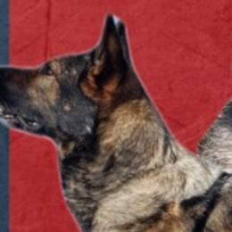 German Shepherds from Karen Luther's German Shepherds