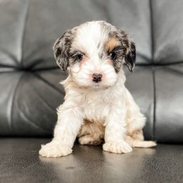 Yam - Tri-color female Cavapoo puppy in Saint George, Utah from Fitzdoodles