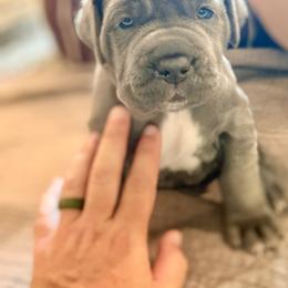 Red - Blue female Neapolitan Mastiff puppy in Ramona, California from San Diego Mastiff