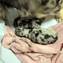Spud - Dapple male Dachshund puppy in Missoula, Montana from The Dainty Dachshund