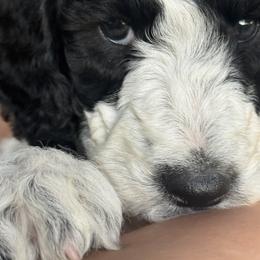 Rose (Royal) - Black and white female Aussiedoodle puppy in Waelder, Texas from Aussiedoodles of Austin