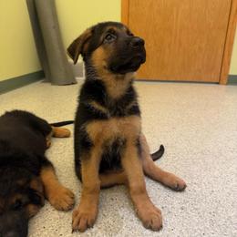 Breezy - Black and tan female German Shepherd puppy in Troy, New York from Vom Kalte Stadt